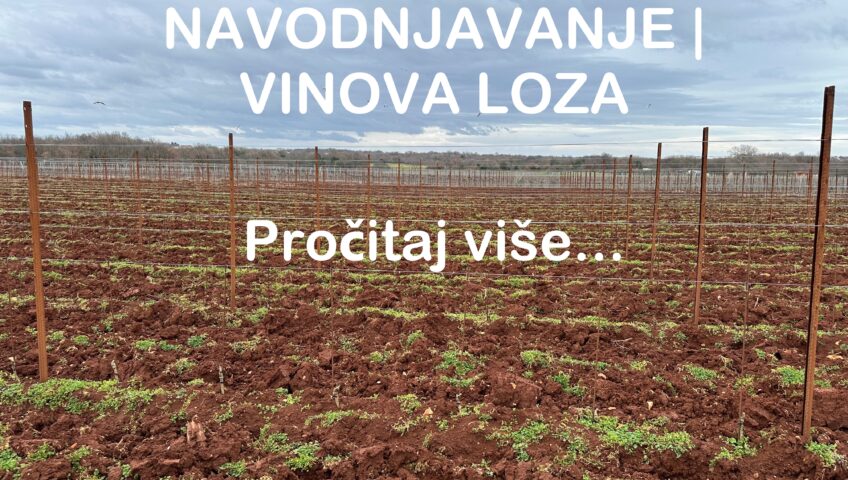 Navodnjavanje vinova loza