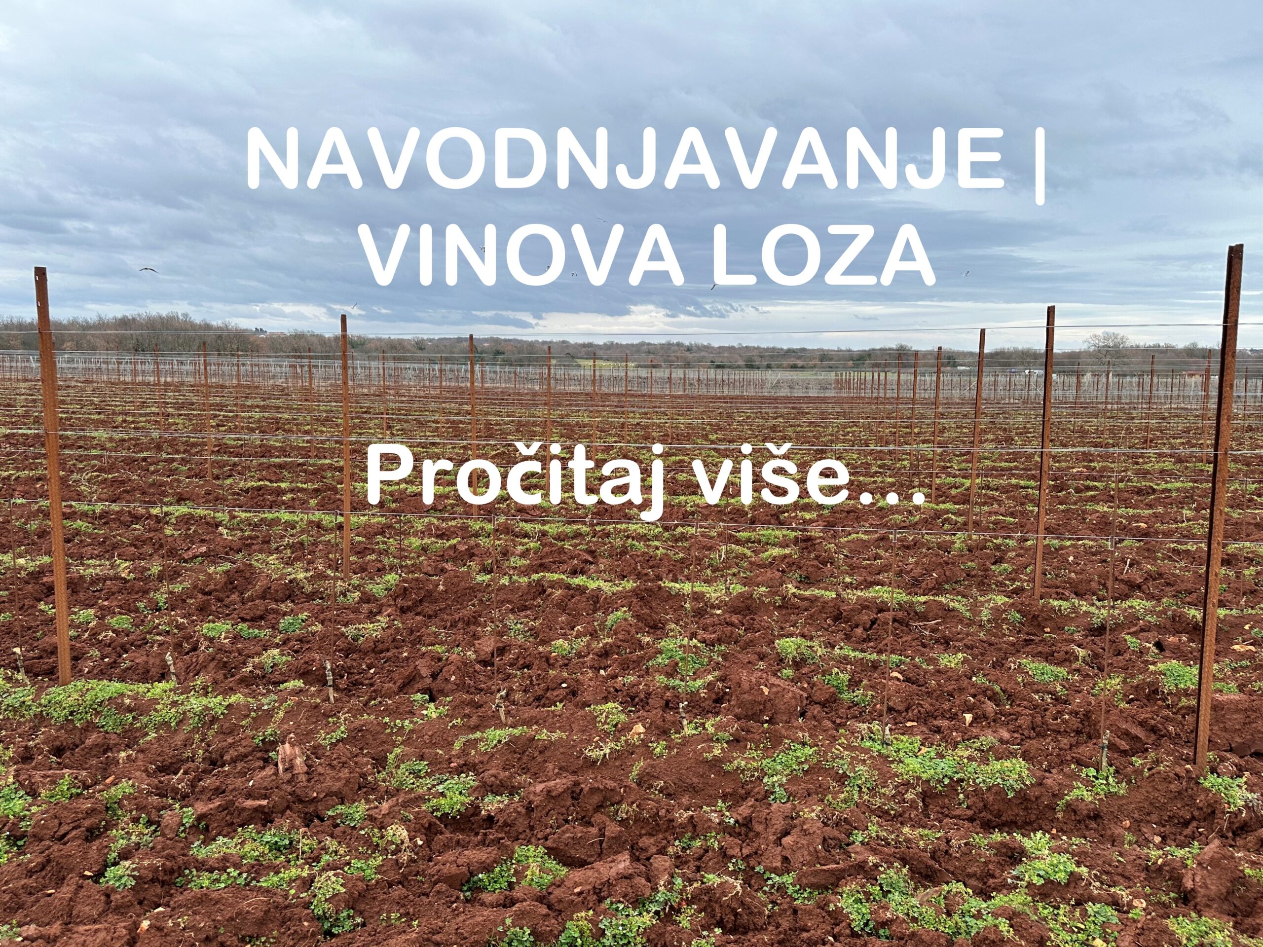 Navodnjavanje vinova loza